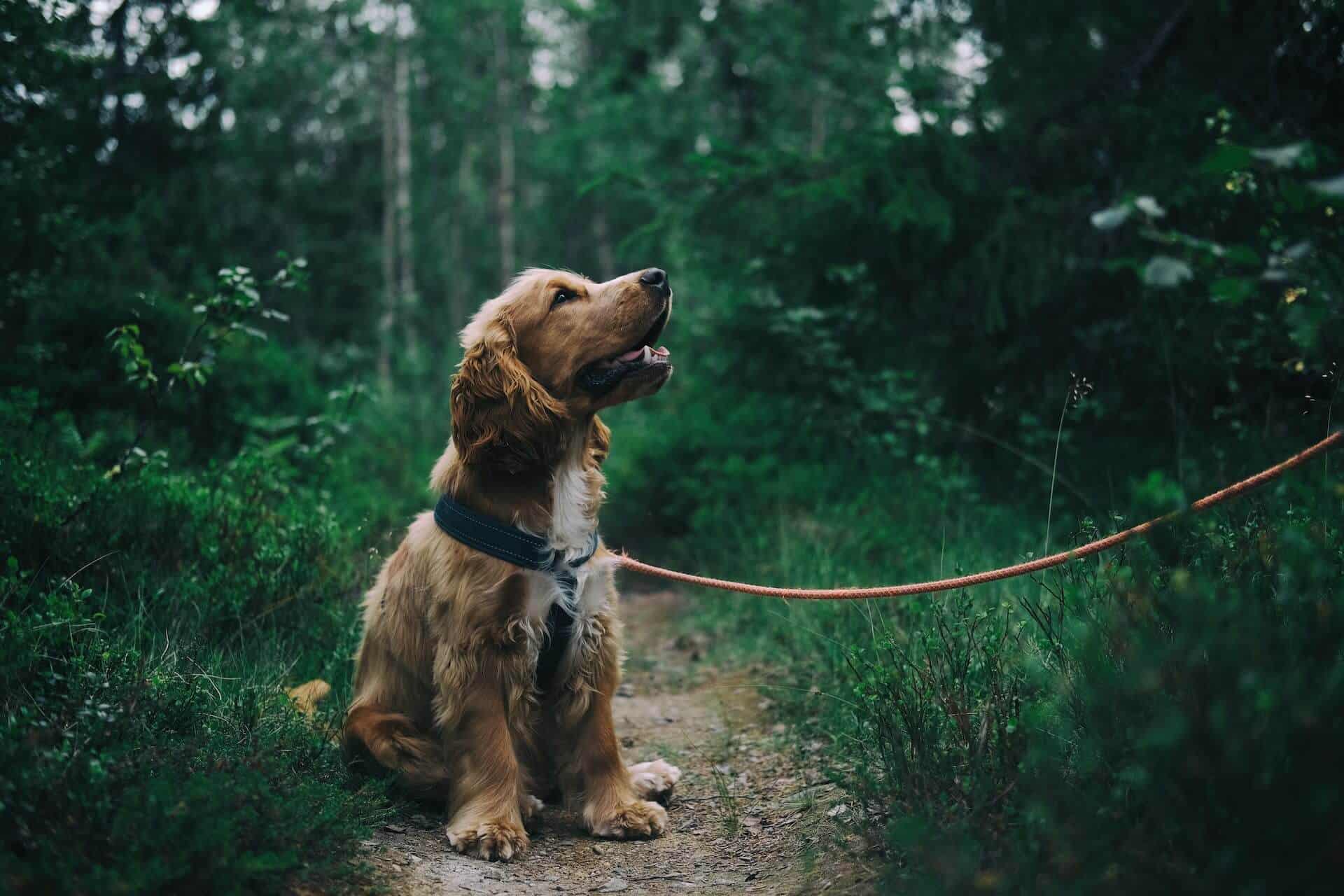 Escursioni con il cane
