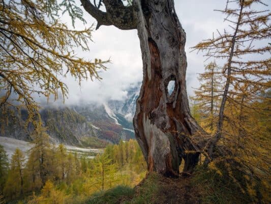 Albero secolare in autunno con paesaggio montano sullo sfondo presso il rifugio Erjavčeva.