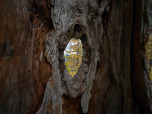 Vibrante scena autunnale di foresta vicino al rifugio Erjavčeva con larici gialli e cime di montagna sullo sfondo.